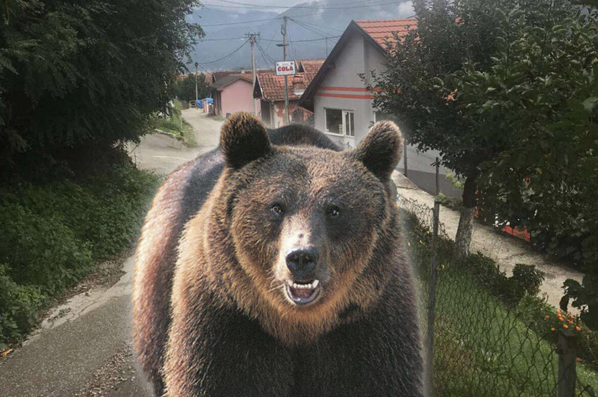 ZBOG OVOG JE MEDVED DOŠETAO DO CENTRA BAJINE BAŠTE? Ovakav slučaj se ne pamti: Nikad bliže kućama i ljudima