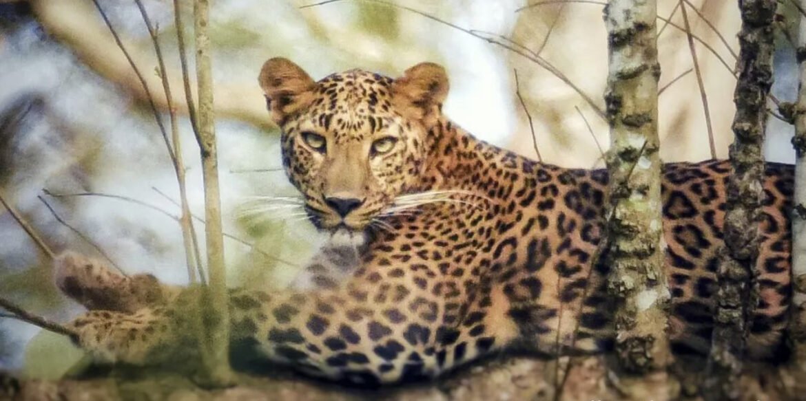 PODIVLJALI LEOPARD POVREDIO NAJMANJE 15 OSOBA: Životinja KIDISALA NA LJUDE u Indiji, na mrežama se pojavio ZASTRAŠUJUĆI SNIMAK