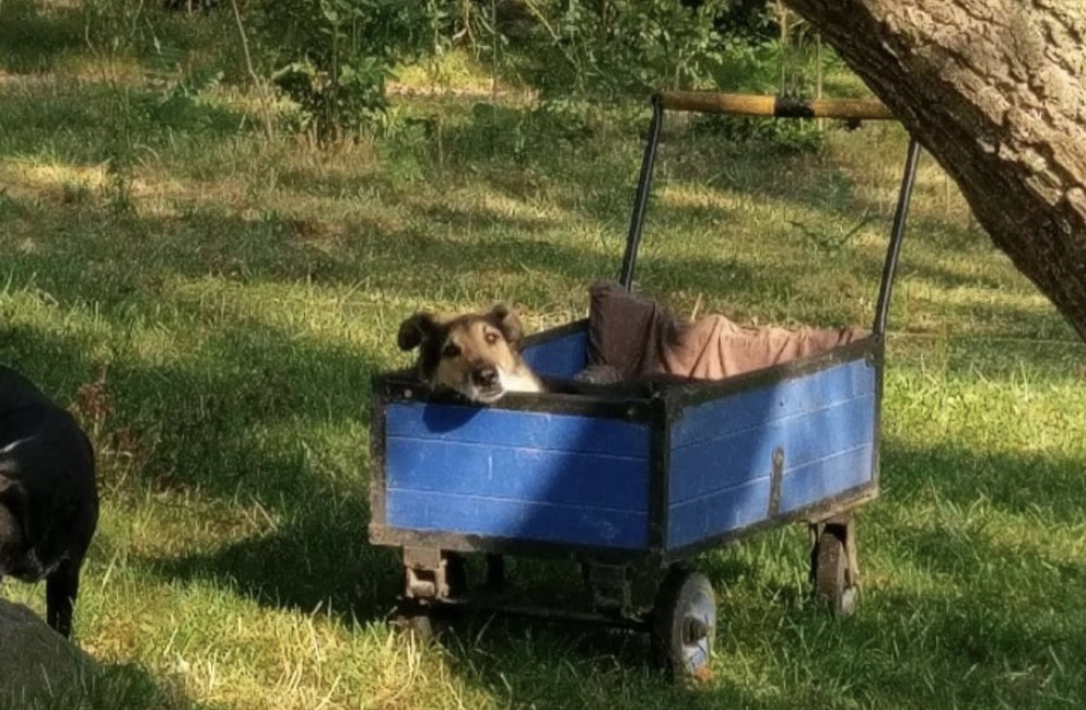BEOGRAĐANI SE OPROSTILI OD MILE: Uginula keruša kojoj su neljudi odsekli sve 4 šape, sad trči oblacima (VIDEO) 