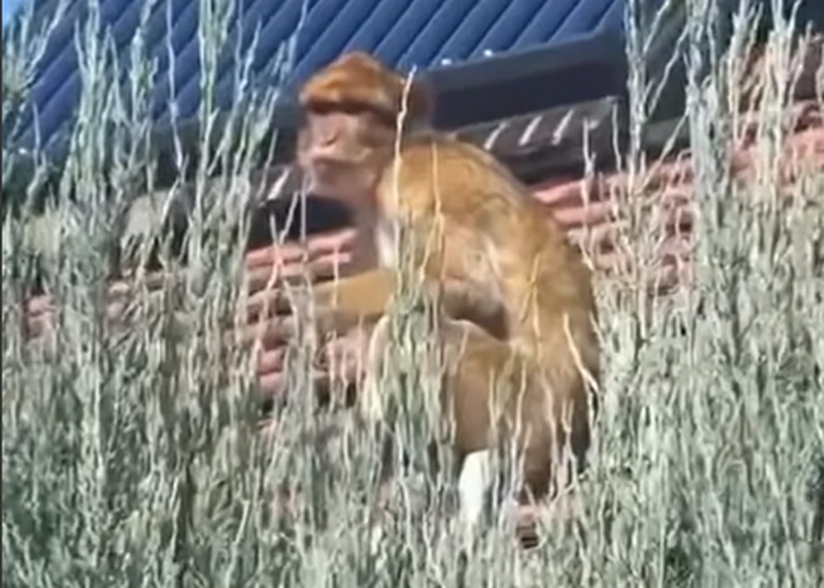 MAJMUN ŠETA KROVOVIMA KARABURME Snimak ove životinje u Beogradu kao&hellip;