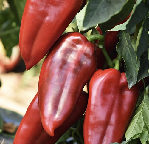 EVO KOLIKO NA PIJACI KOŠTA PAPRIKA: Cenu diktira samo jedna stvar, mnogi će još pričekati sa kupovinom, kažu biće jeftinija u oktobru? 
