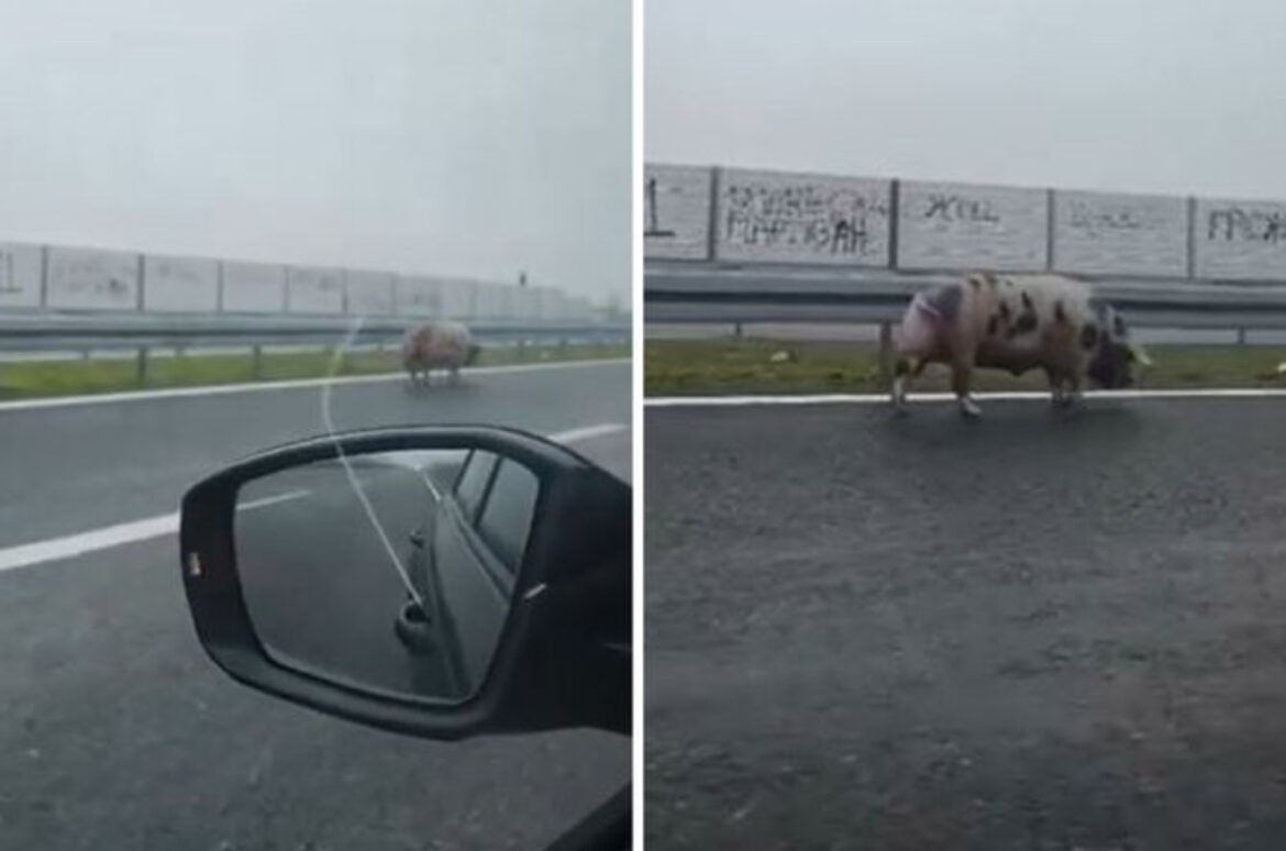 Svinja prošetala auto-putem u Aleksandrovcu, građani zabeležili neobičan prizor