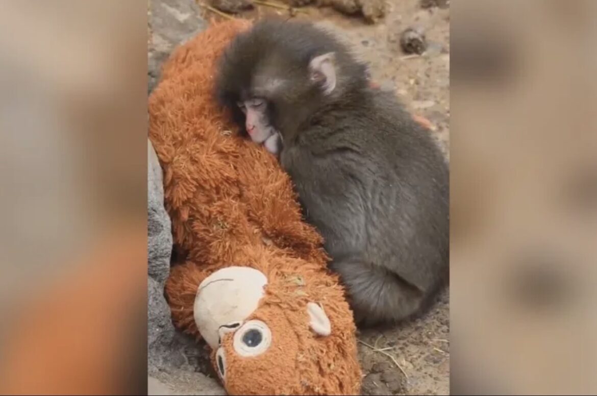 SUZE SAME IDU! Svet priča o ovom majmunčetu: Mama ga odbacila, a ima samo plišanu igračku od koje se ne odvaja