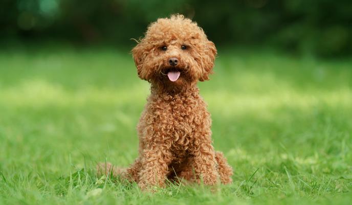 Pet rasa pasa koje se ne linjaju: Ne ostavljaju dlake&hellip;