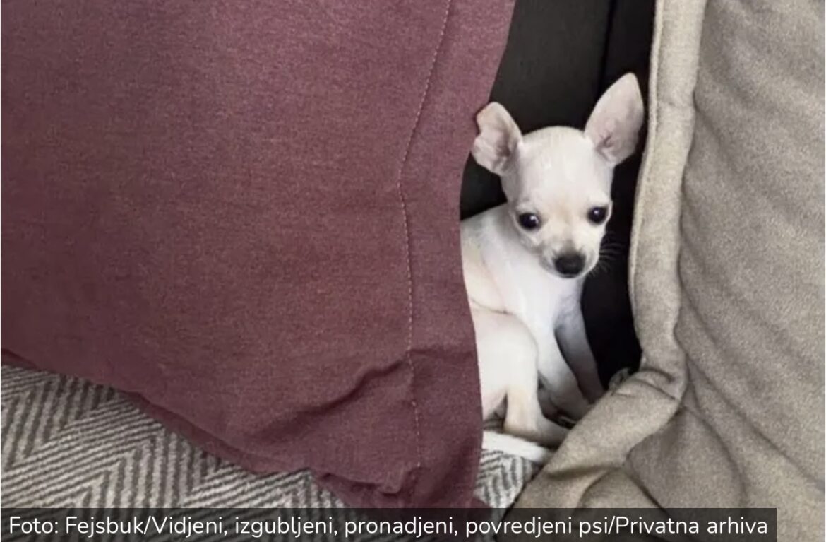 Najmanja čivava traži dom u Beogradu ili Novom Sadu: Šta treba da znate pre nego što je udomite?