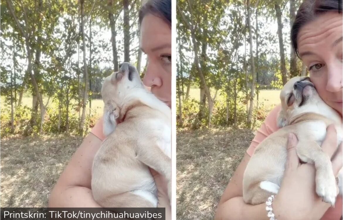 Slatka i mazna čivava začas pokaže svoje pravo lice: Pogledajte kako se ponaša ovo „jaje sa nogama“