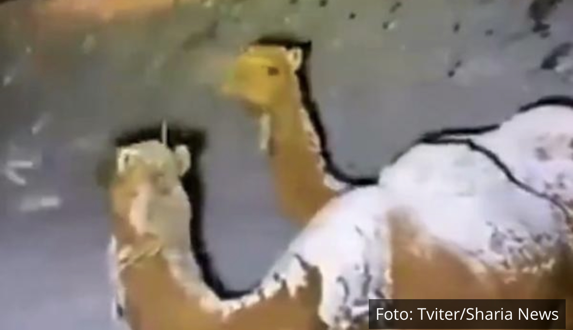 KAMILE JE IZNENADIO SNEG: Beli pokrivač opet u pustinji Saudijske Arabije (VIDEO)