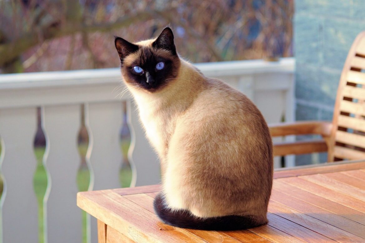 Sijamska mačka – 7 odlika karaktera