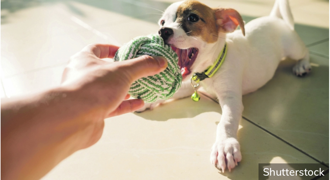 Ovo su najblji saveti stručnjaka: Šta trebate da uradite kako bi vas pas počeo slušati!