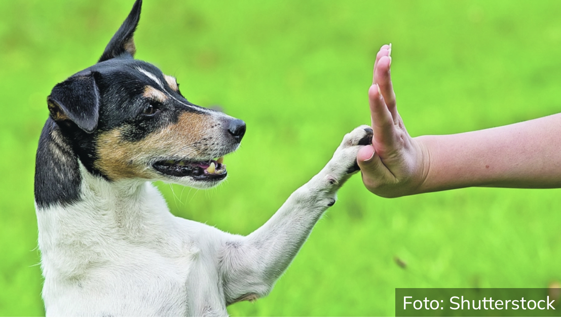 UKOLIKO NISTE ZNALI Može postojati nekoliko razloga zbog kojih je vaš pas neposlušan