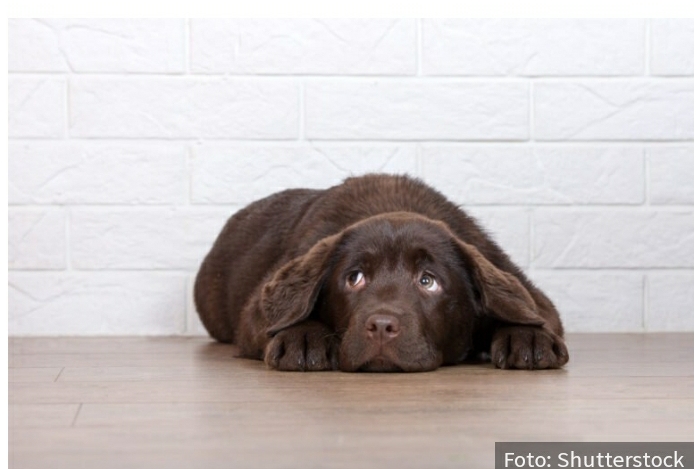 Vruće uši i povraćanje: Kako da prepoznate simptome GROZNICE kod vašeg psa i kako da mu pomognete?