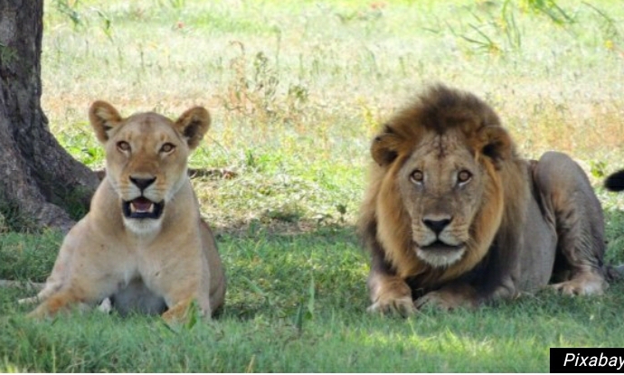INDIJA SPREMA ANTIKOVID VAKCINU ZA ŽIVOTINJE, lavovi i leopardi glavni „dobrovoljci“!