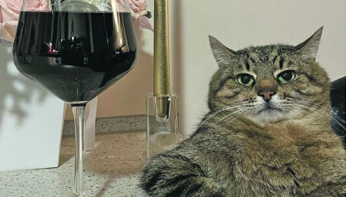 NE ZNA ON ZA SUKOB RUSIJE I AMERIKE Ukrajinski mačak preživeo „pranje“ u veš mašini