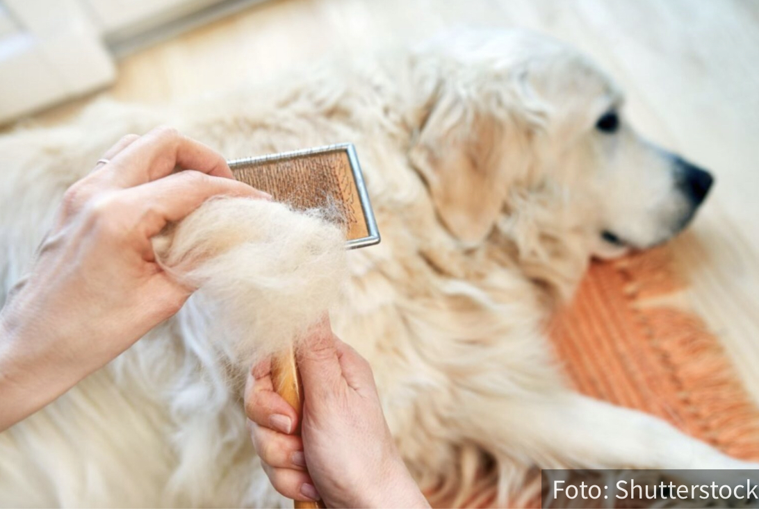 Opadanje dlaka kod pasa može da ukazuje na opasne BOLESTI: Ovako ćete ih prepoznati