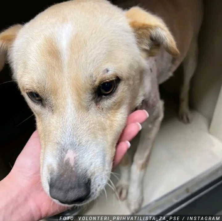„Potrebna mu je ljubav pre svega kako bi se oporavio“: Hrabra Tamara spasila psa koji je upucan iz sačmare, a sada mu traži dom