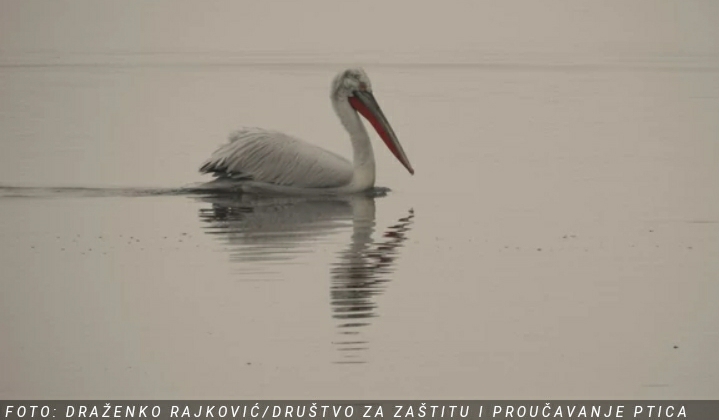 Neverovatni prizori na Dunavu! Uočene retke ptice, PELIKANI SA RASPONOM KRILA OD TRI METRA!