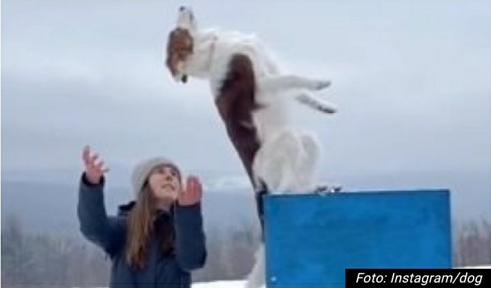 KAKVA LJUBAV, KAKVO POVERENJE! Pogledajte kako je ovaj pas PAO u ruke svoje vlasnice! (VIDEO)