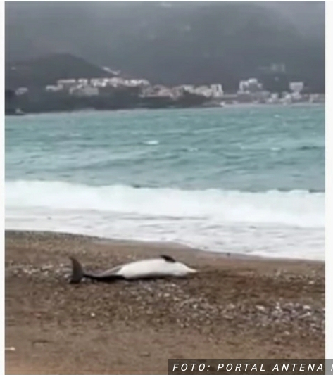 TUGA Na plaži u Bečićima pronađen UGINULI DELFIN (VIDEO)