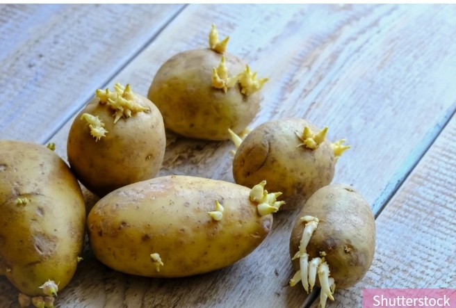 Da li je ZDRAVO jesti proklijali krompir? Morate obratiti pažnju na DVE stvari, inače ćete ozbiljno ugroziti vaše zdravlje!