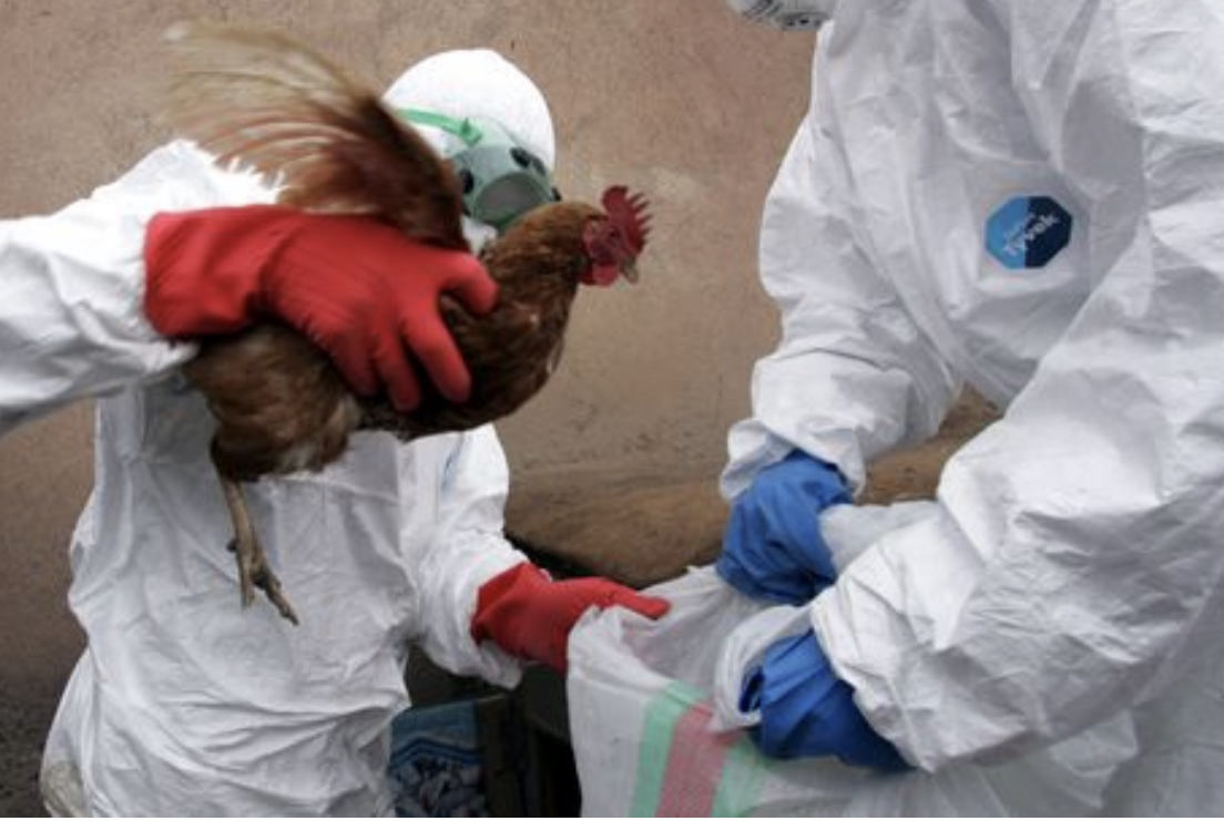 U Kini prvi slučaj ptičjeg gripa H3N8 kod ljudi: Zaraženo dete (4)