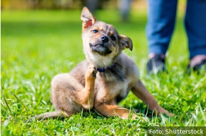 Čuvajte psa od KRPELJA: Prepoznajte simptome LAJMSKE bolesti i spasite ŽIVOT svom mezimcu