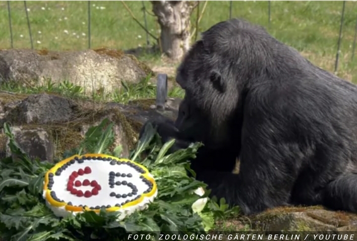 OBORILA REKORD Najstarija gorila na svetu proslavila 65 rođendan