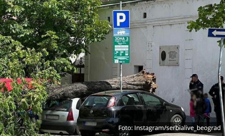 KATASTROFA NA DORĆOLU! MOGAO JE NEKO DA NASTRADA: Obrušilo se ogromno stablo u Carigradskoj ulici (VIDEO)