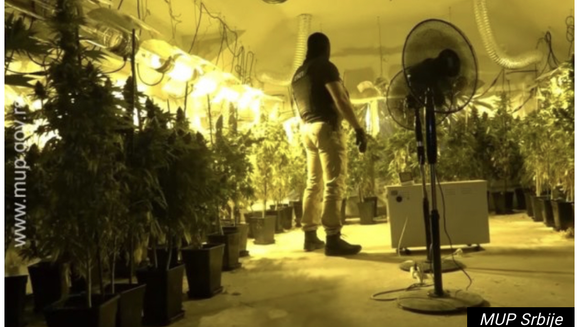 OTKRIVENE LABORATAROJE U BANOVCIMA I BATAJNICI! Upad UKP zaplenjeno više stotina stabljki marihuane (VIDEO)