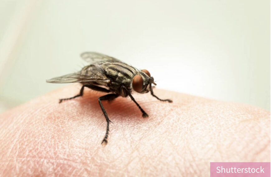 Rešite se MUVA na potpuno prirodan način: Uz par trikova, ovi insekti vam neće smetati