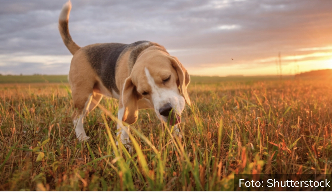 AKO NISTE ZNALI Evo zašto psi vole da jedu travu?
