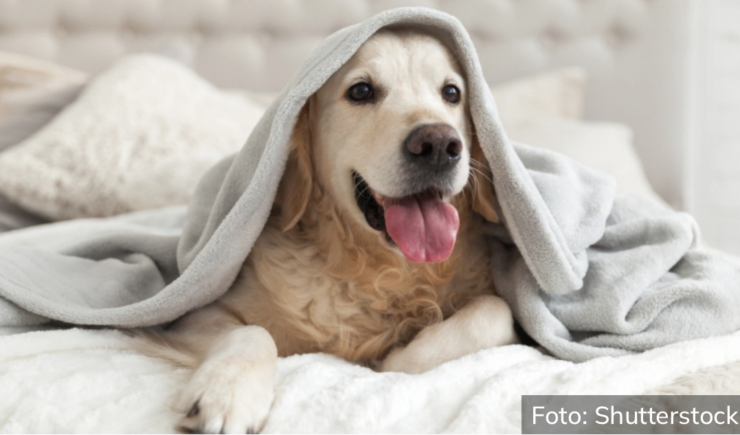 Pravi foliranti: Psi koriste facijalne ekspresije kako bi dobile ono što žele