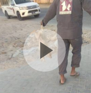 STRAVIČAN MASAKR NAD PSIMA U ZEMLJI DOMAĆINU SP: Katar čisti ulice uoči Mundijala pucajući u životinje! (VRLO UZNEMIRUJUĆE)