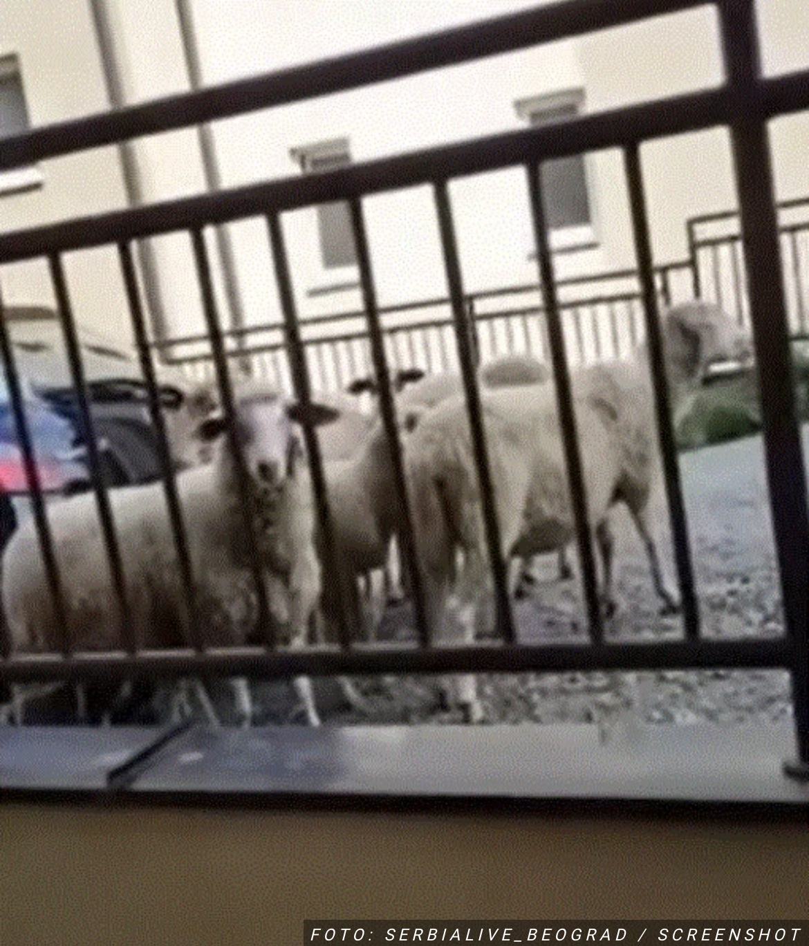 Kao na pravom pašnjaku, samo što je usred beogradskog naselja: Stado ovaca pase između zgrada, imaju i psa čuvara (FOTO, VIDEO)