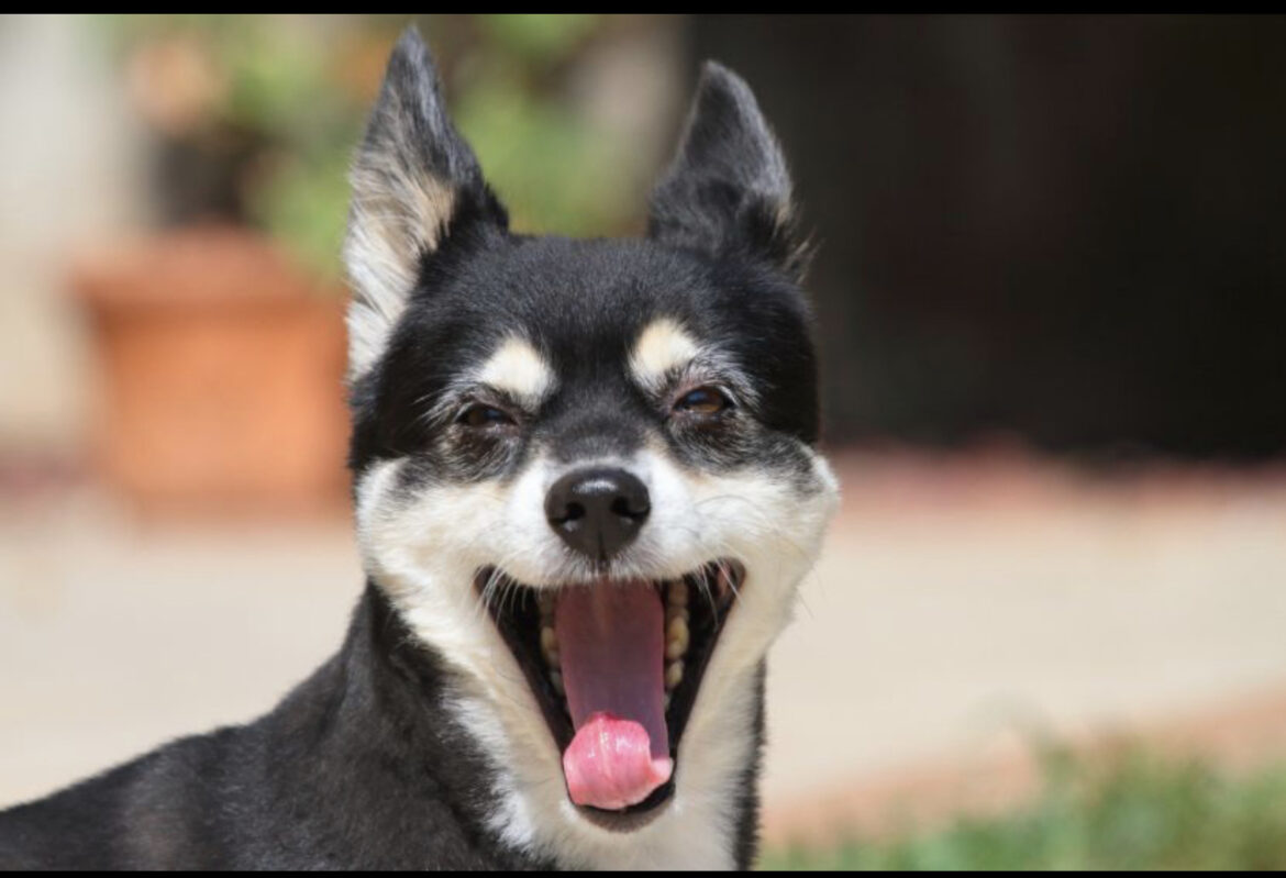 Istina ili slučajnost: Da li psi zaista umeju da se smeju?