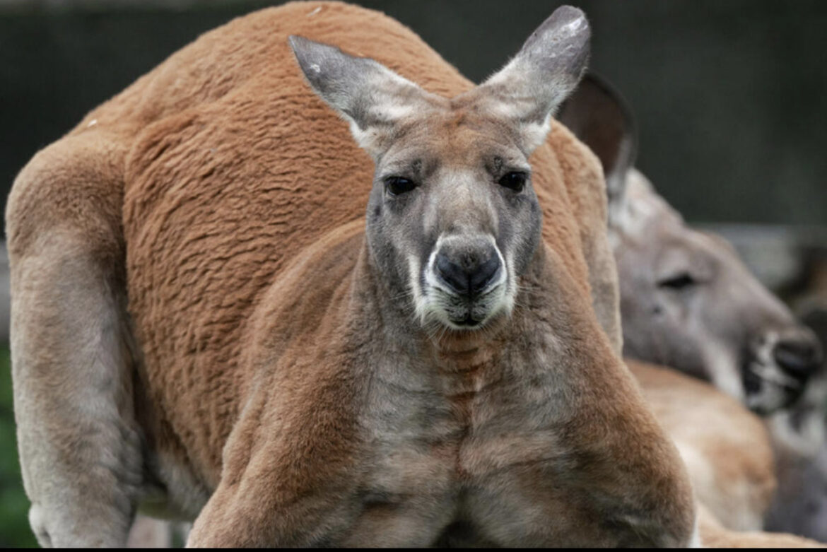 HOROR U AUSTRALIJI: Muškarac držao kengura kao kućnog ljubimca! Životinja ga pretukla! Policija pucala u pomahitalog torbara