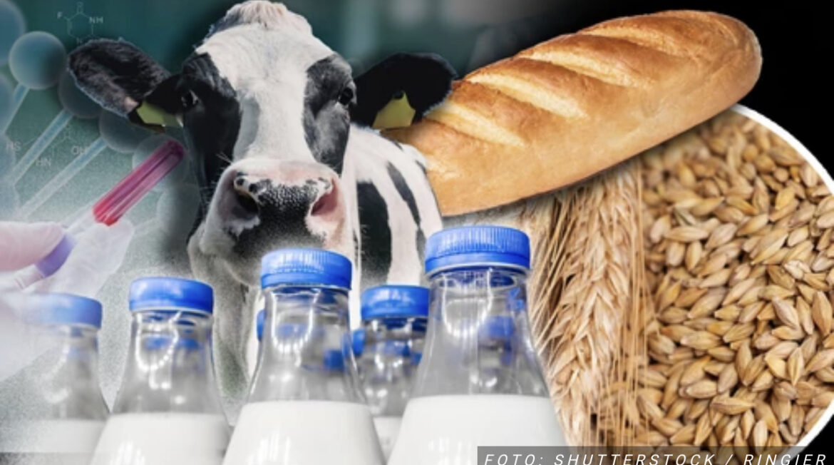 Aflatoksin KOJI IZAZIVA RAK ne nalazi se samo u mleku, već i u žitarici koja se naširoko koristi! Doktorka za „Blic“ o OPASNIM MATERIJAMA KOJE JEDEMO SVAKI DAN