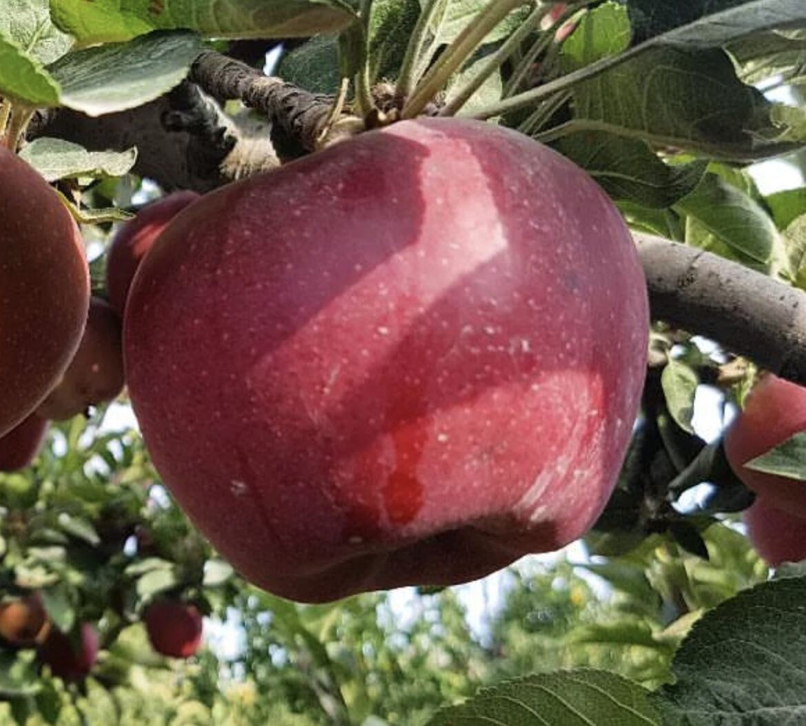 Dobre vesti: Srpski med, a uskoro i jabuka na tržištu Kine, ministarka Tanasković potpisala protokole