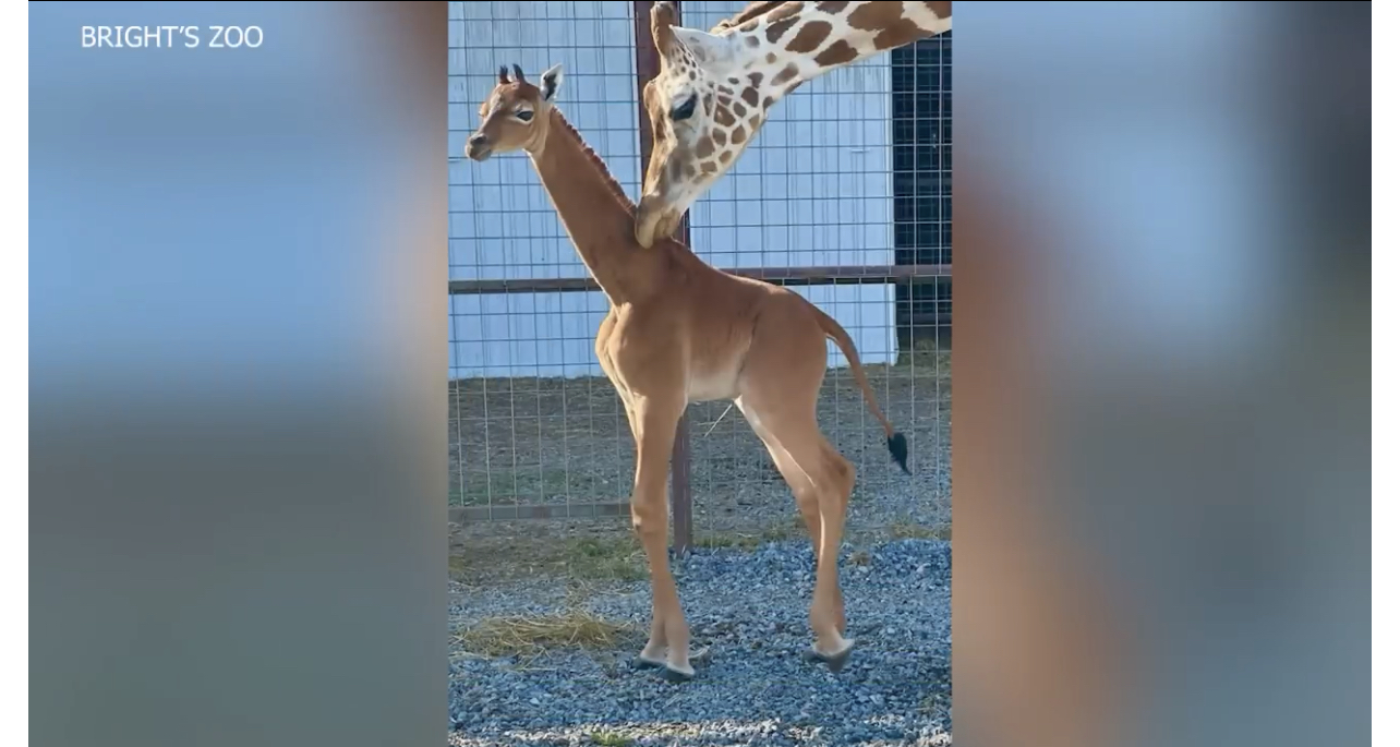 Svetsko čudo: Rođena jednobojna žirafa
