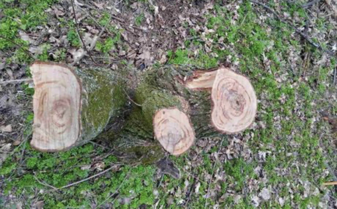 Posekao tri stabla hrasta i pokušao da ih ukrade: Uhapšen muškarac iz Bora 