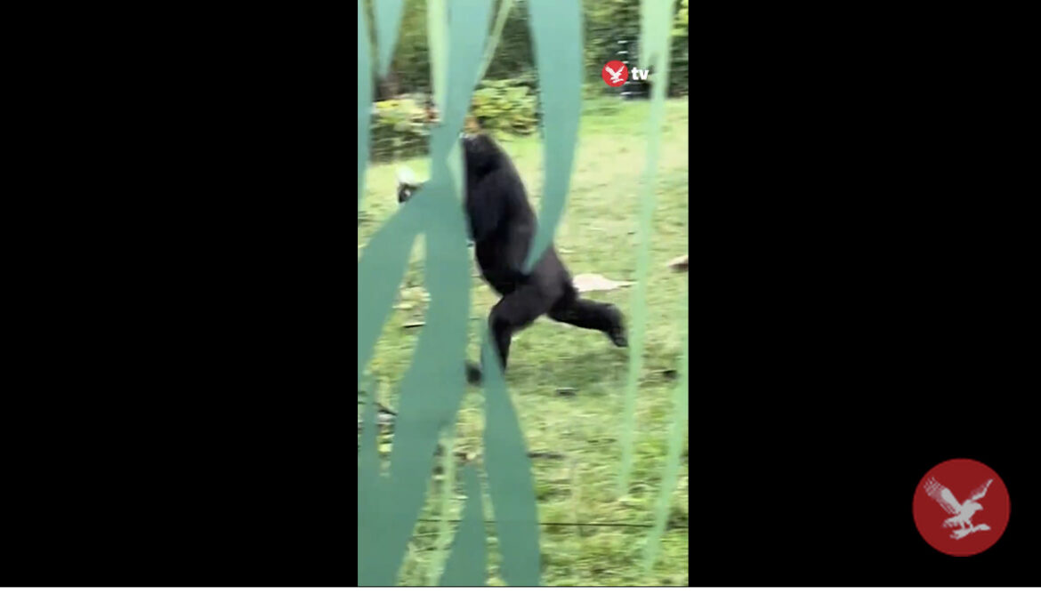 URNEBESAN SNIMAK UHVAĆEN IZ ZOO-VRTA: Evo kako gorile BEŽE OD KIŠE, a ponašanje je skoro IDENTIČNO kao kod ljudi (VIDEO)