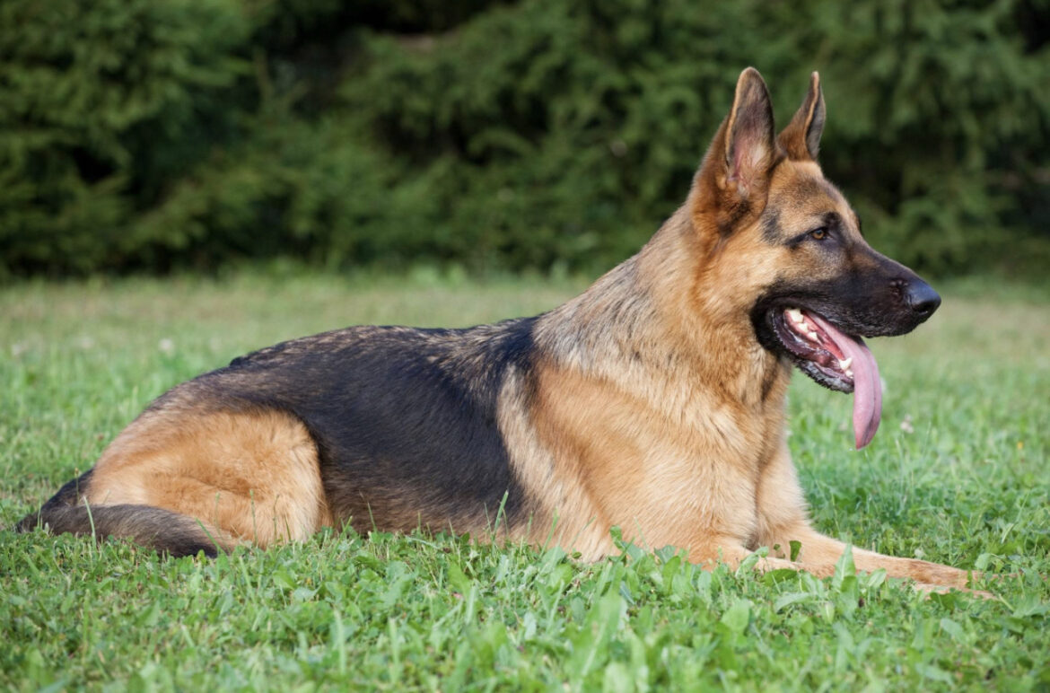 5 najboljih pasa čuvara! Oni će uraditi sve kako bi zaštitili svoje vlasnike
