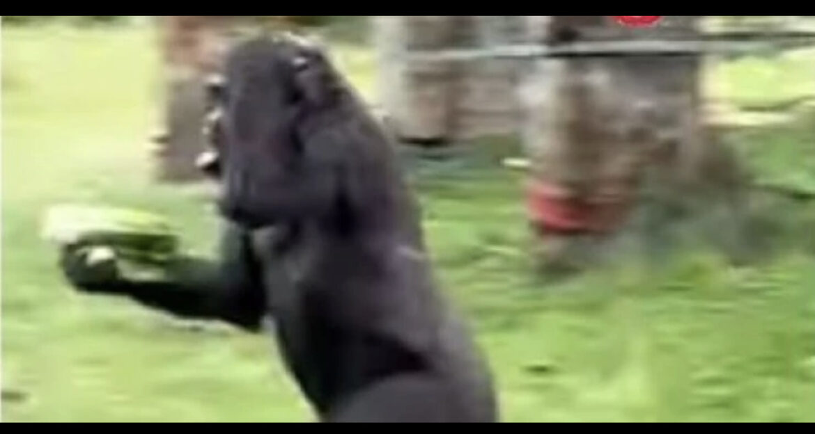 Snimak koji je srušio internet! Pogledajte kako gorile beže od kiše (VIDEO) 