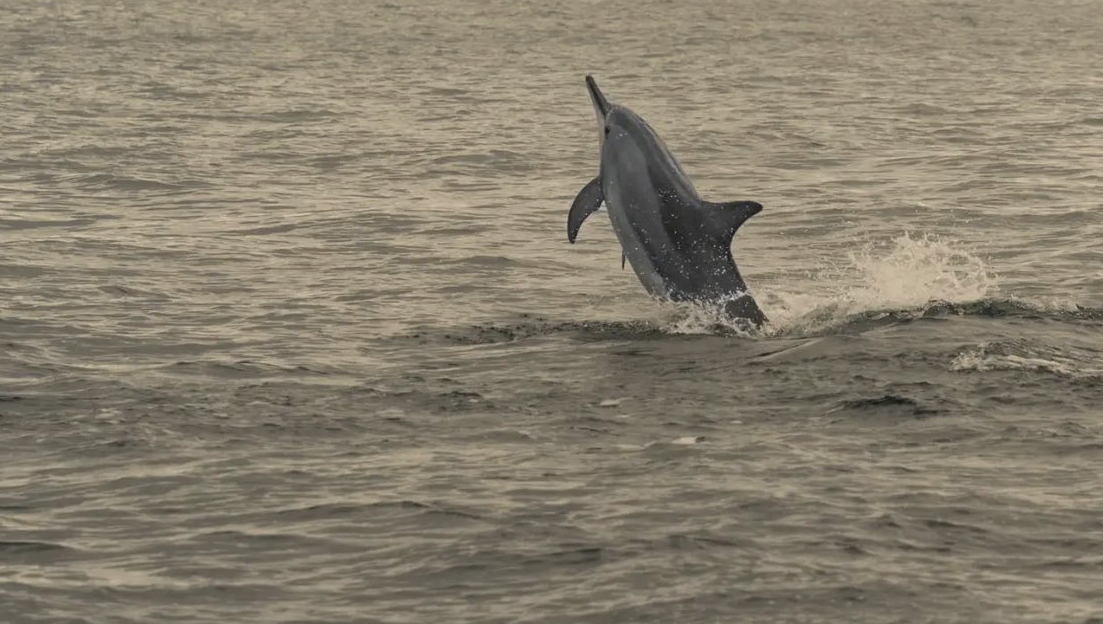 More izbacilo mladunče delfina na plažu Jaz u Crnoj Gori: Mane mu odmah prišao /VIDEO/
