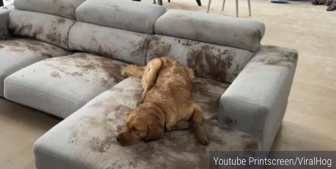 Da se smeju ili da plaču? Pas je ublatnjavio ceo kauč, pa legao da odmori – urnebesno (VIDEO)