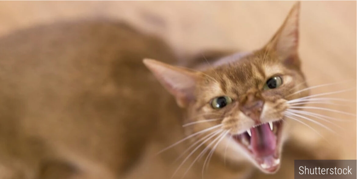 Snimak koji je srušio internet! Udomili mačku, a onda je usledila havarija – scene koje će se dugo pamtiti (VIDEO)