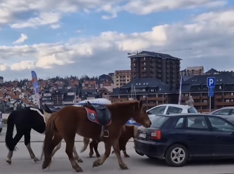 ŠOK SNIMAK SA ZLATIBORA! Da li je moguće da ovo radi konjima? Ljudi POBESNELI – „moja noga ovde KROČITI NEĆE“ (VIDEO)
