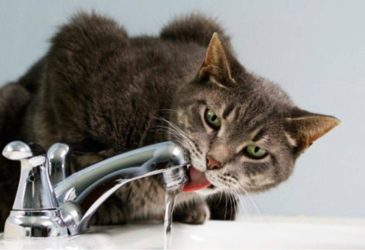 Zbog čega mačke obožavaju da piju vodu iz slavine￼