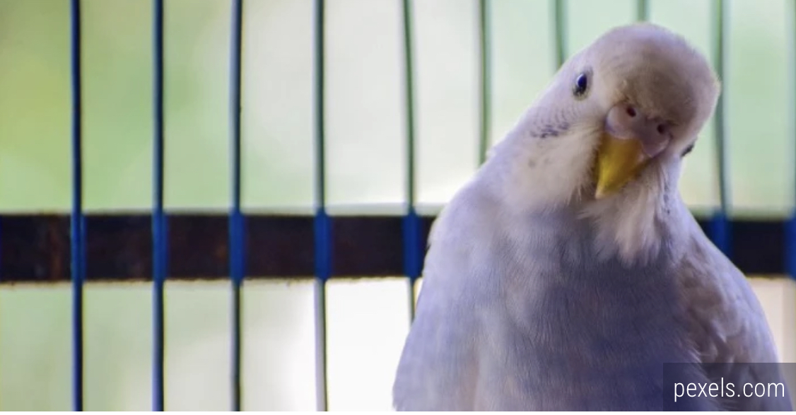 Ovih 5 životinja nikako ne biste trebali da imate kao kućne ljubimce! Veterinar objašnjava zašto (VIDEO)
