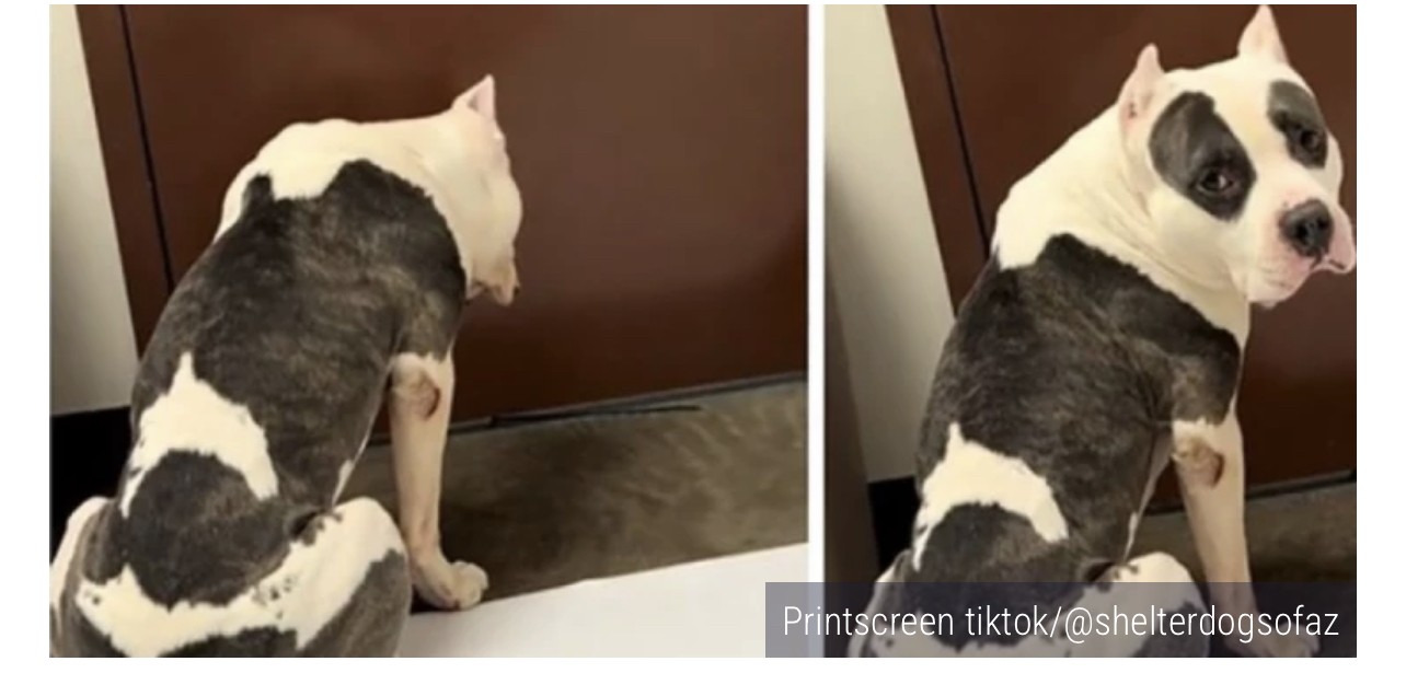(VIDEO) Prizor koji slama srce! Napušteni pas s tužnim pogledom…