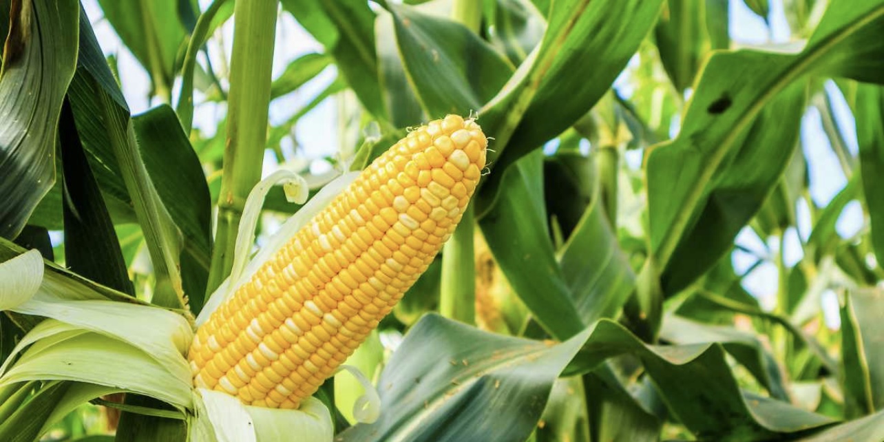 Produktna berza: Zaključen prvi terminski ugovor za kukuruz rod 2024.…